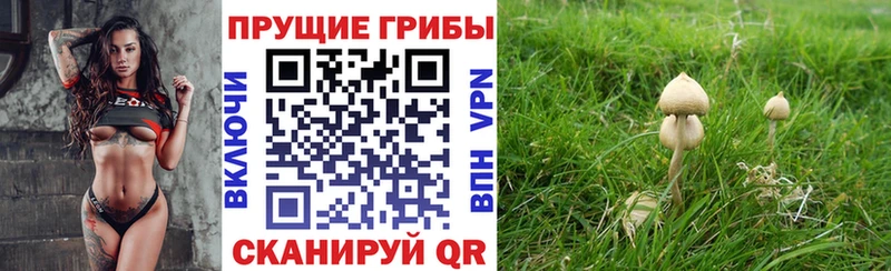 закладка  ОМГ ОМГ ССЫЛКА  Псилоцибиновые грибы Psilocybine cubensis  Гай 
